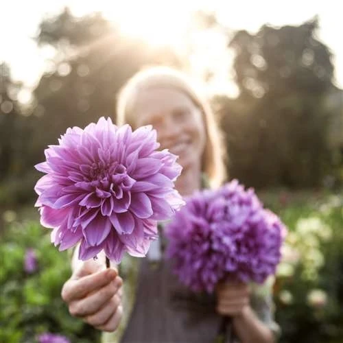 Lilac Time